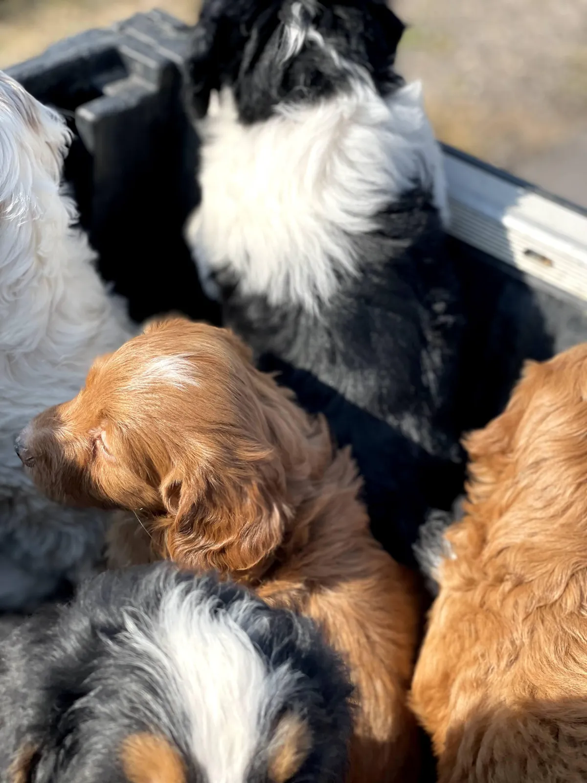 goldendoodle, mini goldendoodle, teddybear goldendoodle, poodle mixgoldendoodle