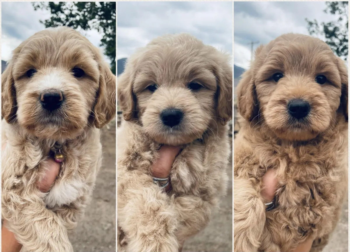 goldendoodle, mini goldendoodle, teddybear goldendoodle, poodle mixgoldendoodle