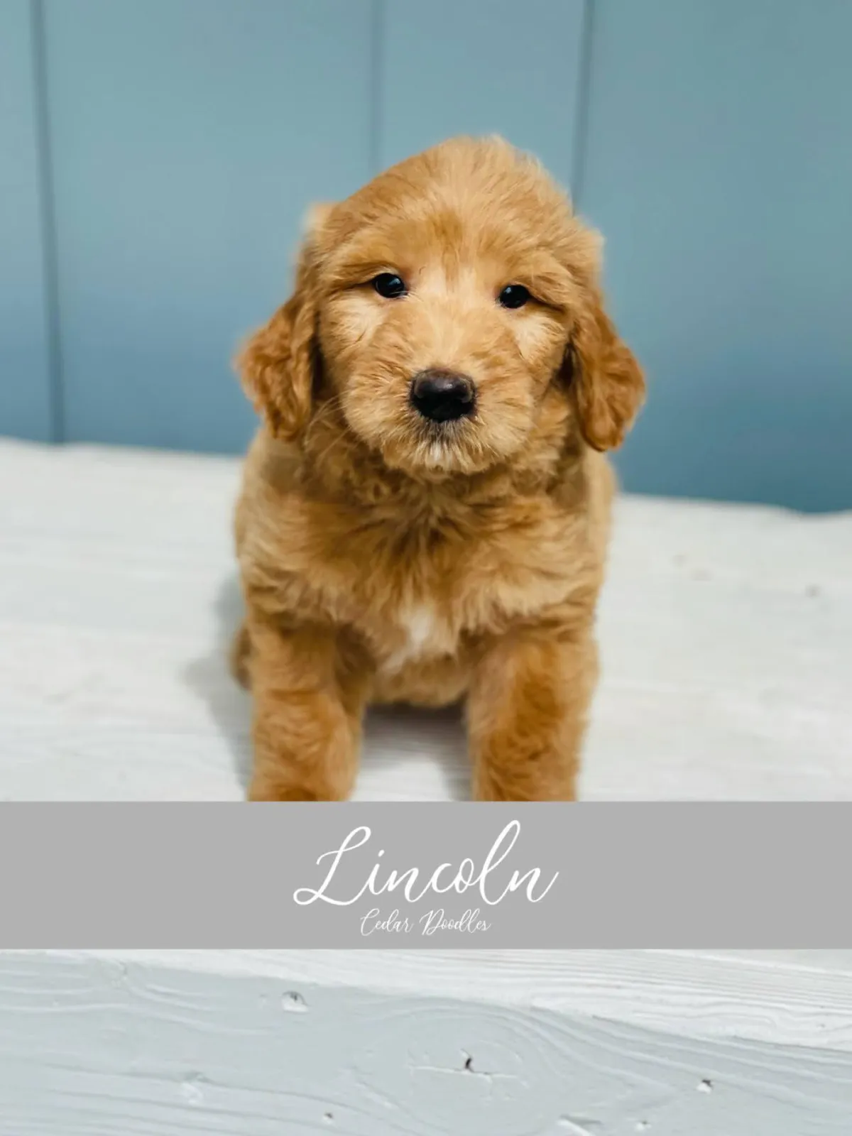 goldendoodle, mini goldendoodle, teddybear goldendoodle, poodle mixgoldendoodle