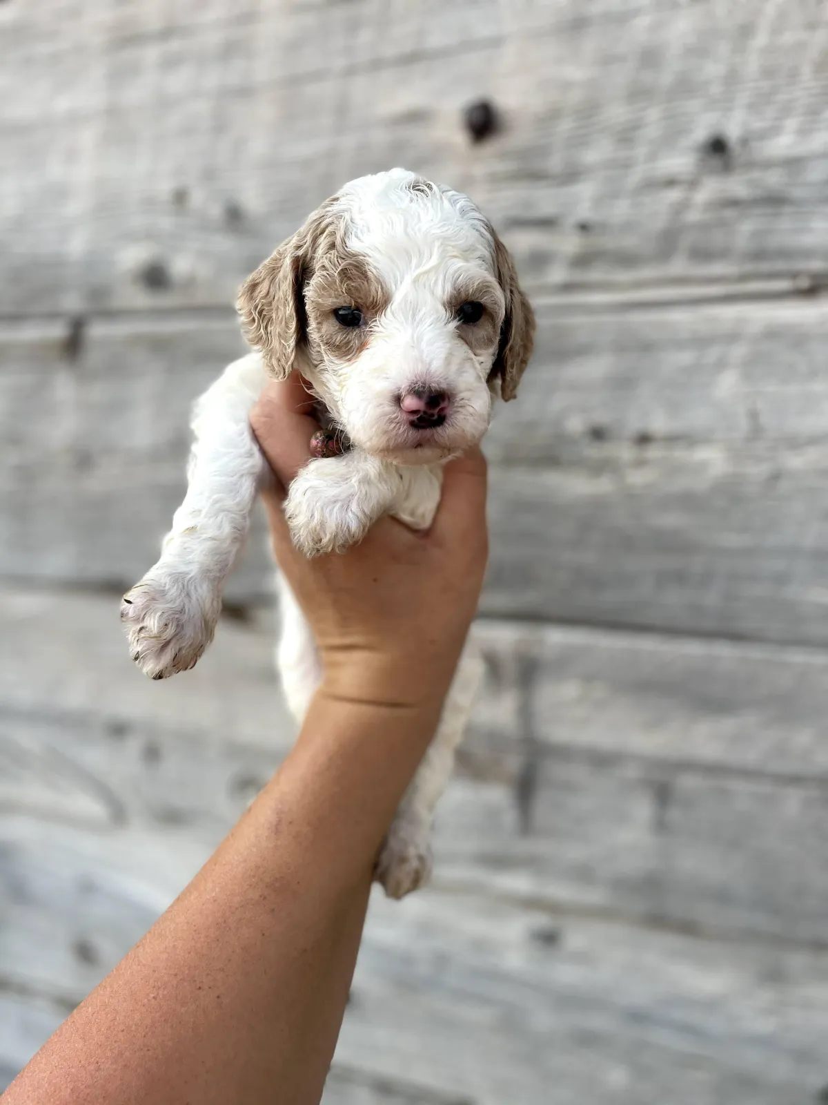 goldendoodle, mini goldendoodle, teddybear goldendoodle, poodle mixgoldendoodle