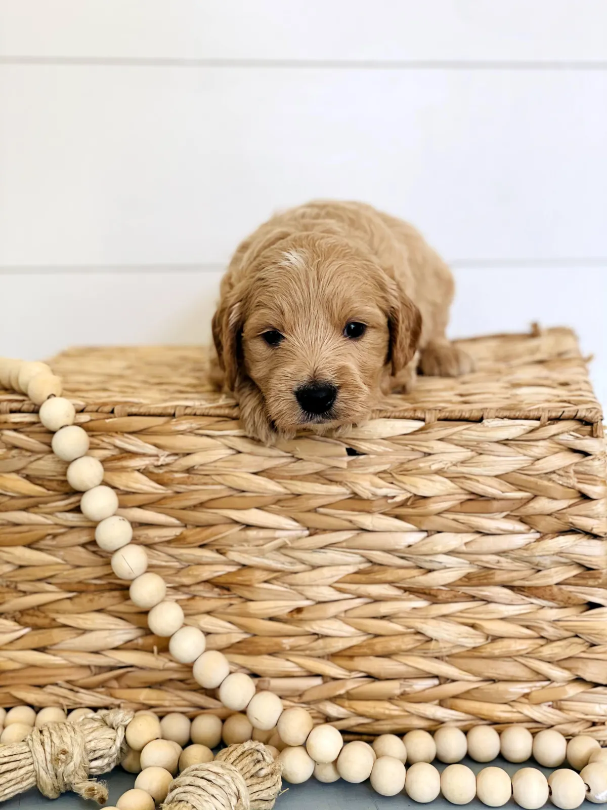 goldendoodle, mini goldendoodle, teddybear goldendoodle, poodle mixgoldendoodle