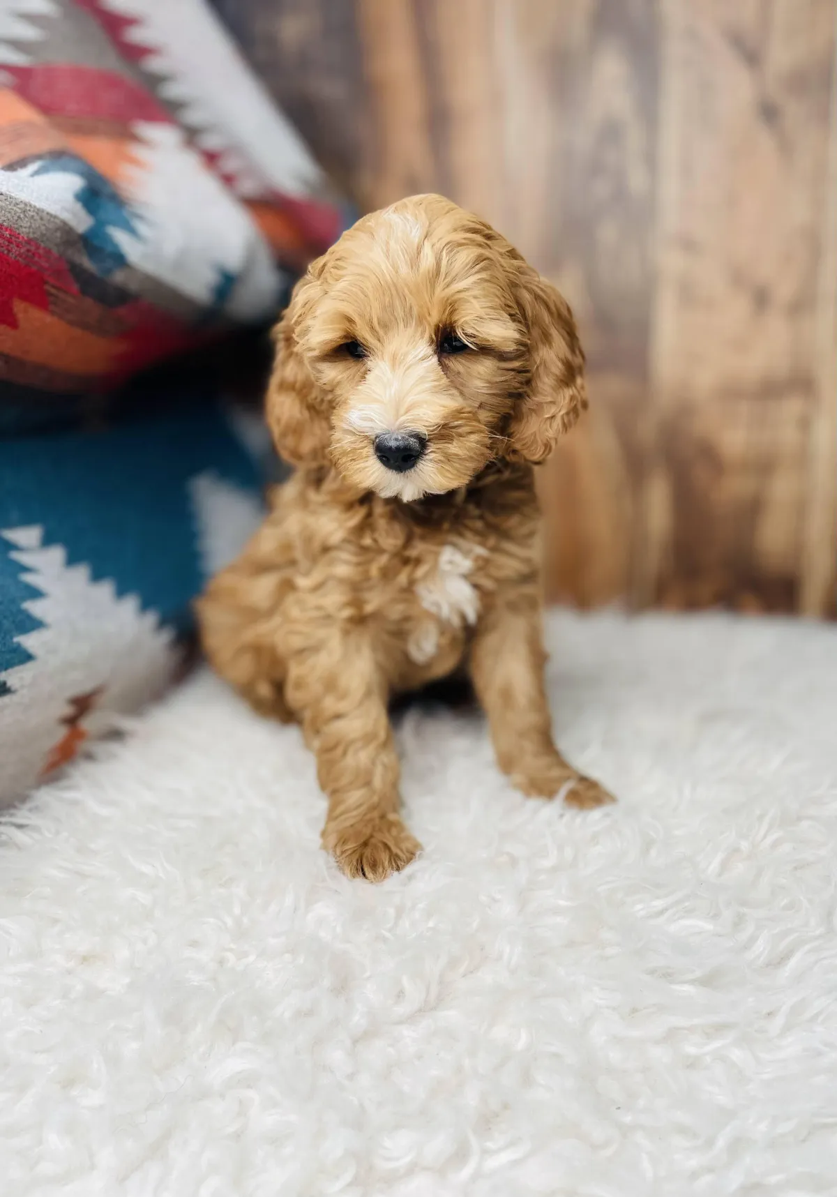 goldendoodle, mini goldendoodle, teddybear goldendoodle, poodle mix