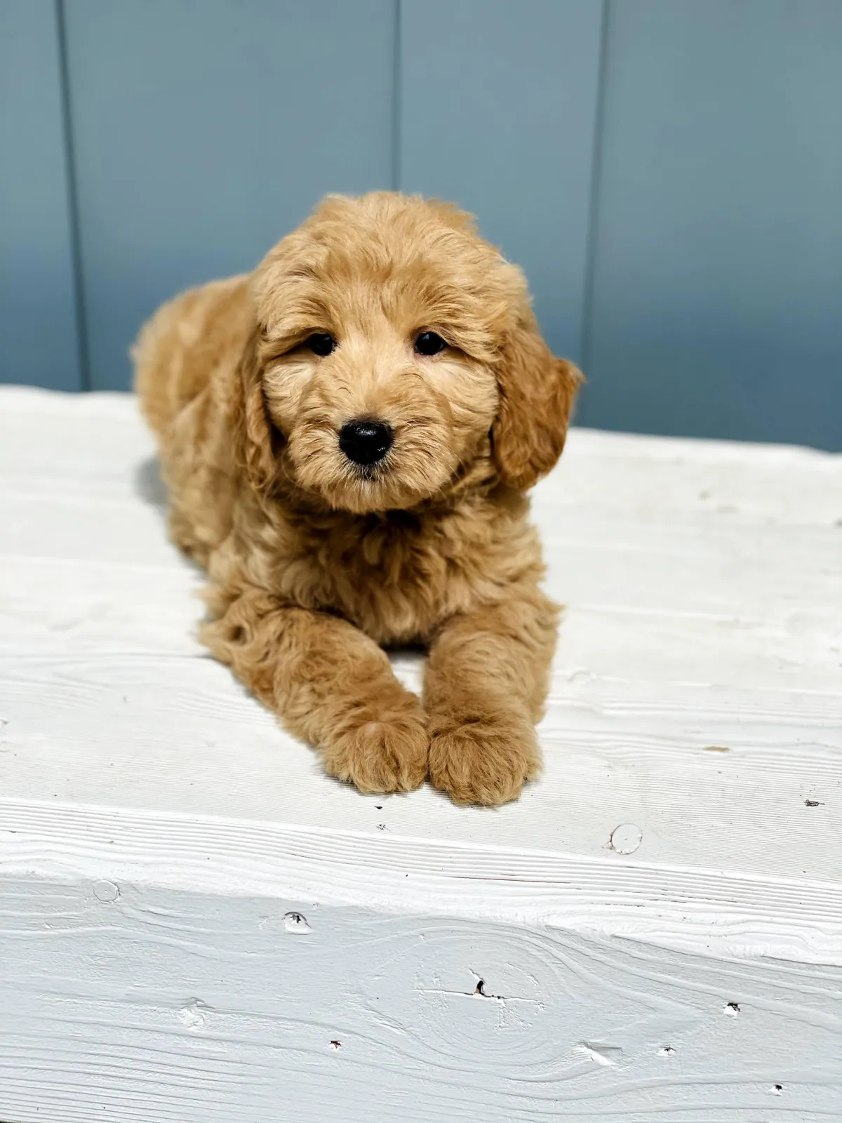 goldendoodle, mini goldendoodle, red goldendoodle, 