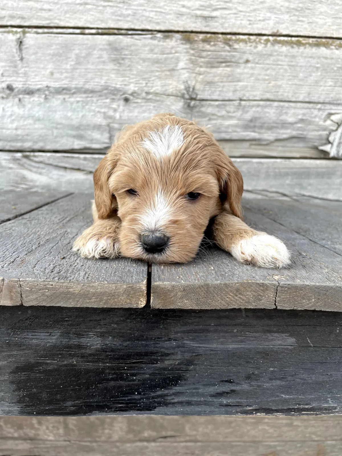 goldendoodle, mini goldendoodle, teddybear goldendoodle, poodle mixgoldendoodle