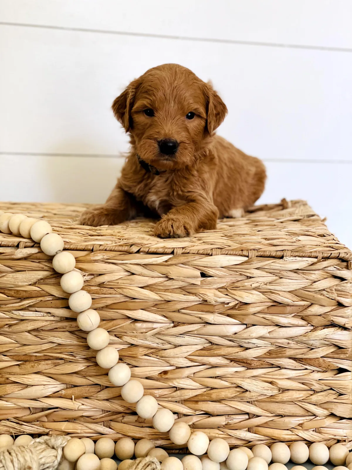 goldendoodle, mini goldendoodle, teddybear goldendoodle, poodle mix