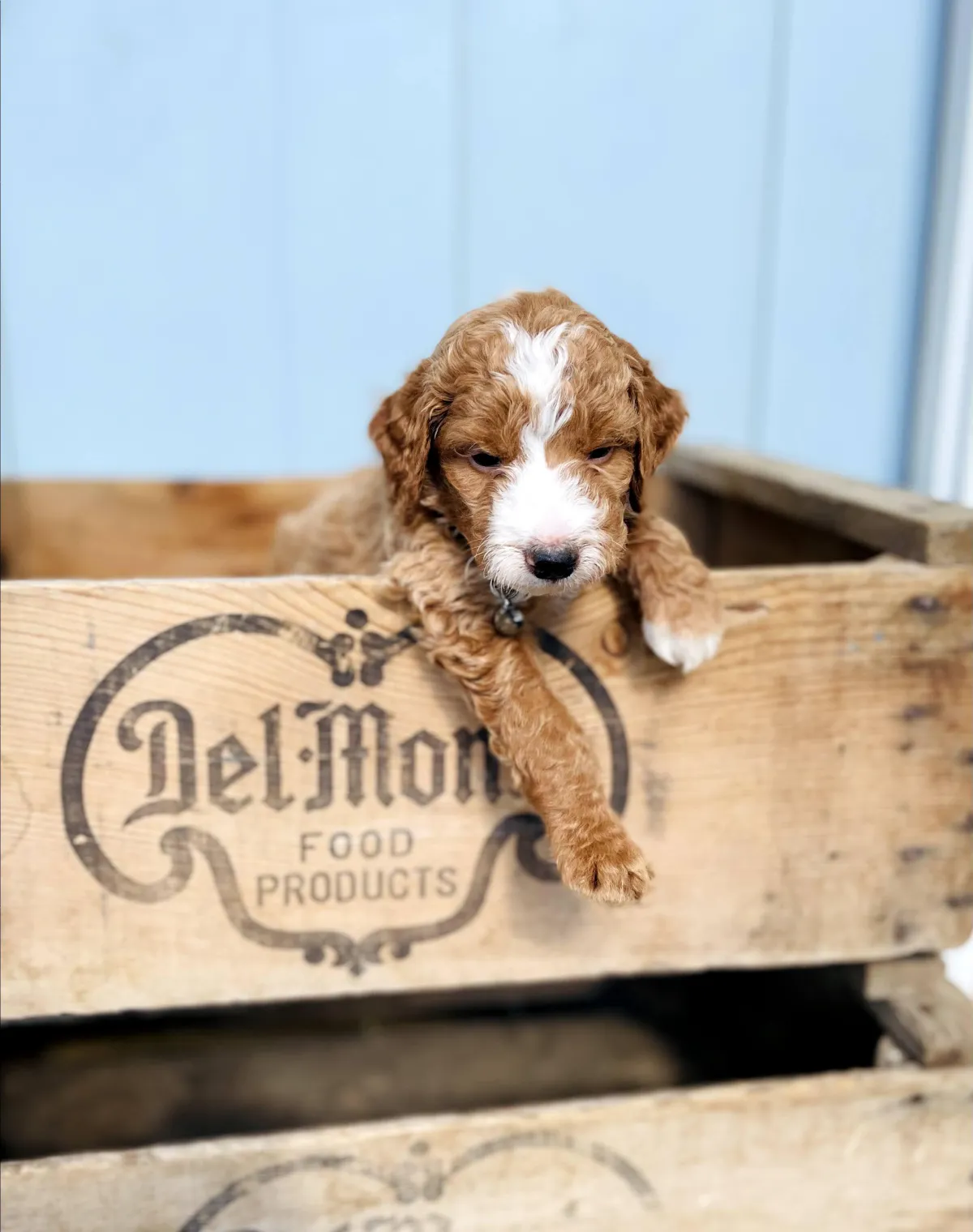 goldendoodle, mini goldendoodle, red goldendoodle, 