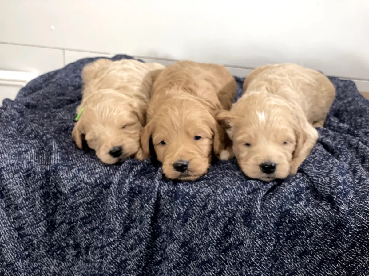 goldendoodle, mini goldendoodle, teddybear goldendoodle, poodle mix