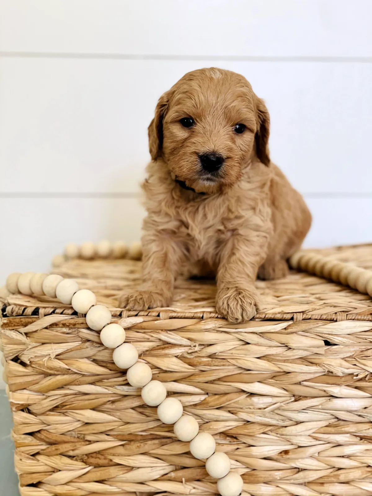 goldendoodle, mini goldendoodle, teddybear goldendoodle, poodle mix
