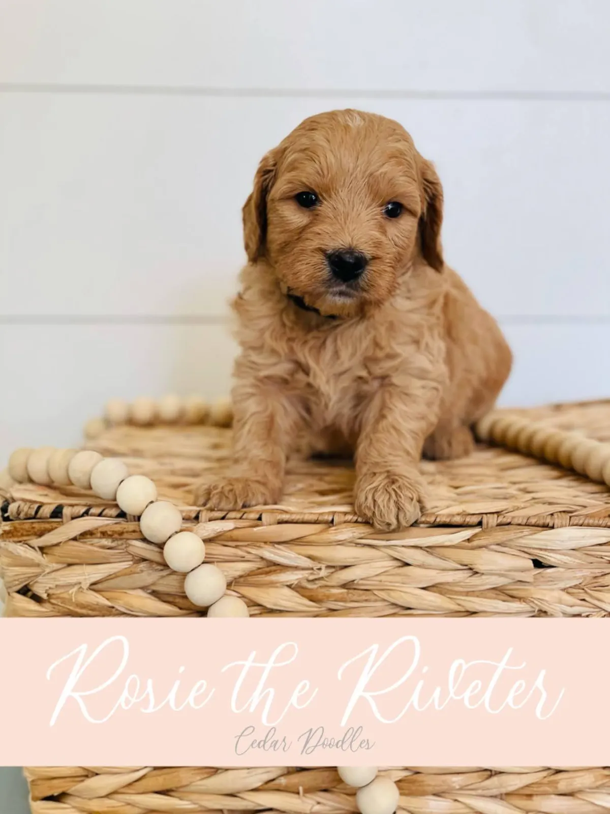 goldendoodle, mini goldendoodle, teddybear goldendoodle, poodle mixgoldendoodle