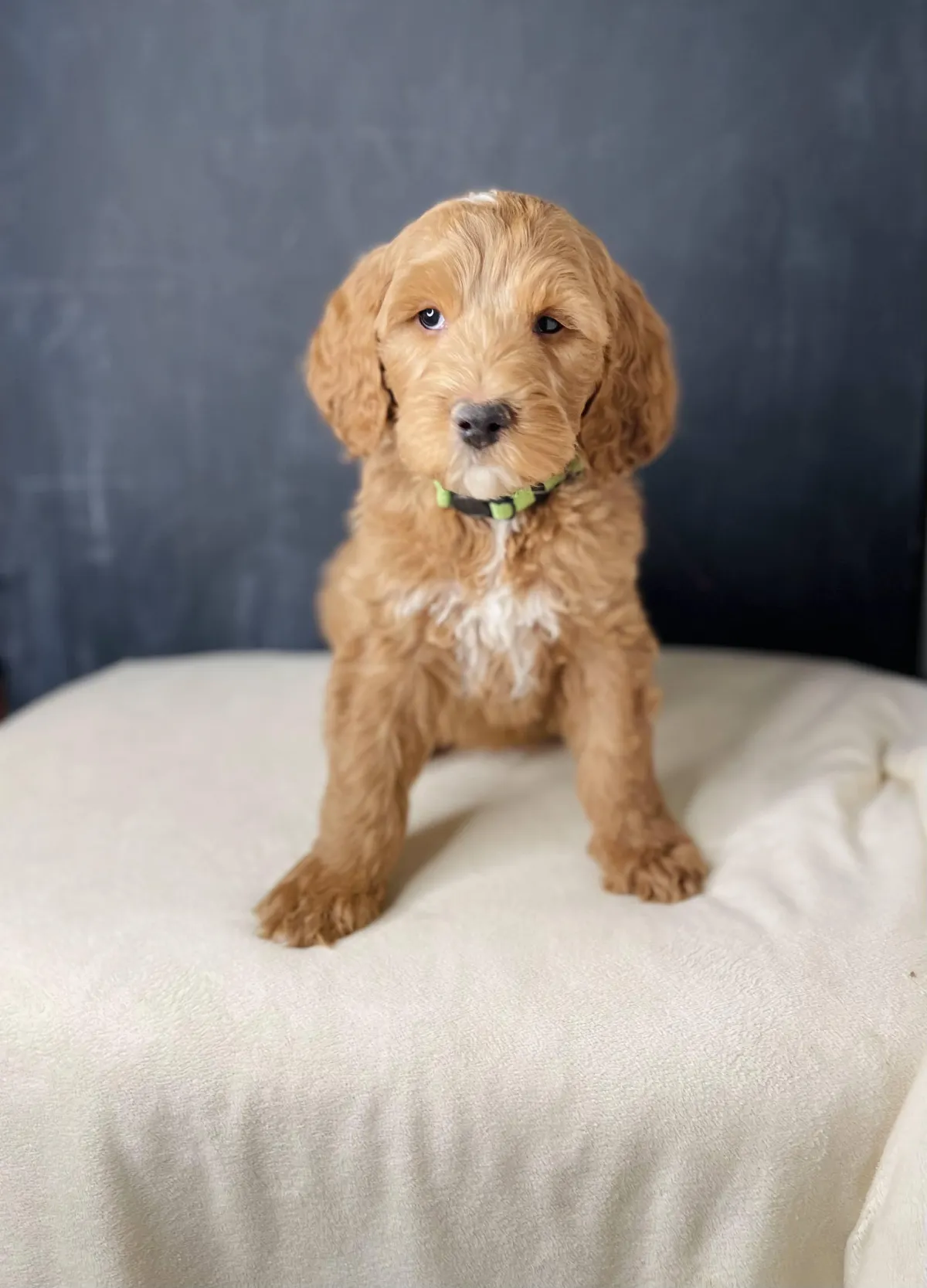 goldendoodle, mini goldendoodle, teddybear goldendoodle, poodle mixgoldendoodle