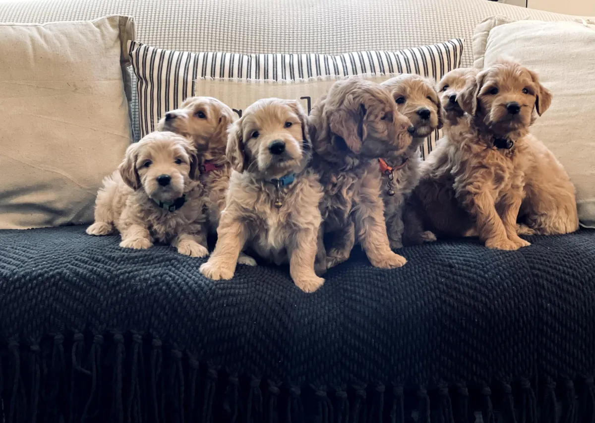 goldendoodle, mini goldendoodle, red goldendoodle, 