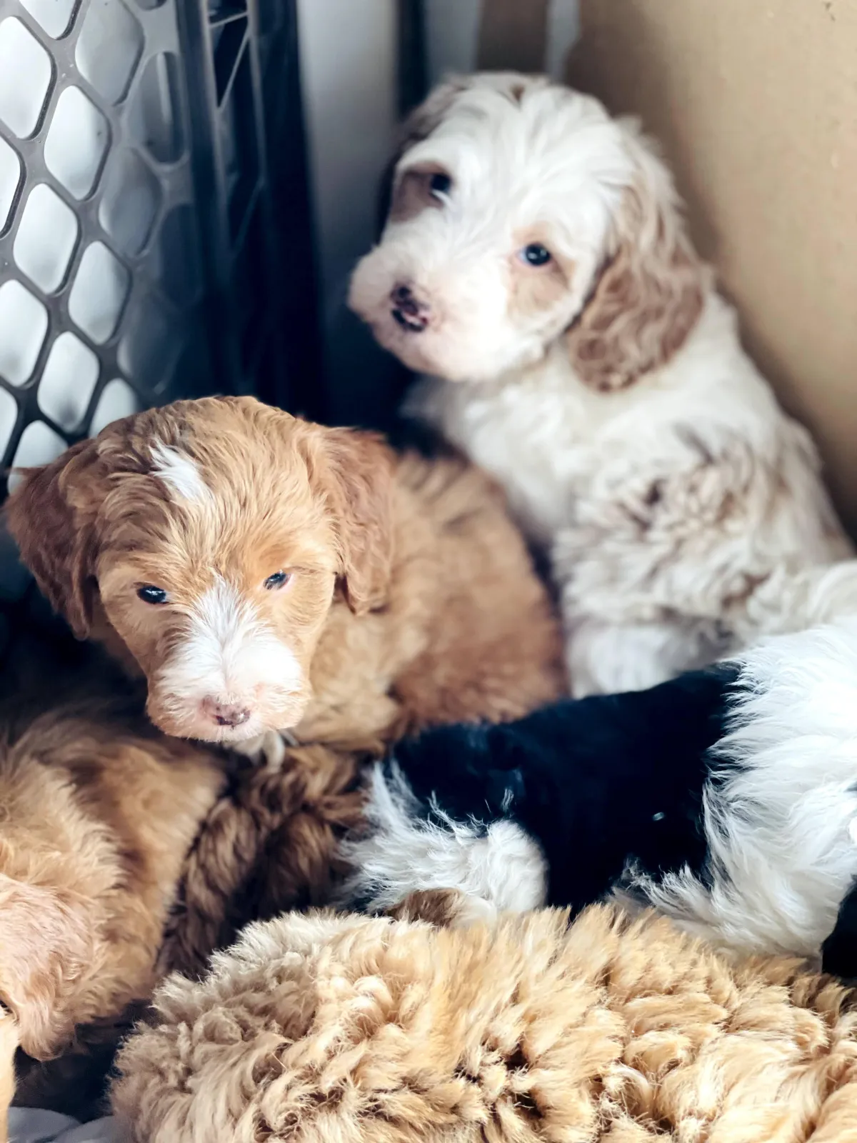 goldendoodle, mini goldendoodle, red goldendoodle, 