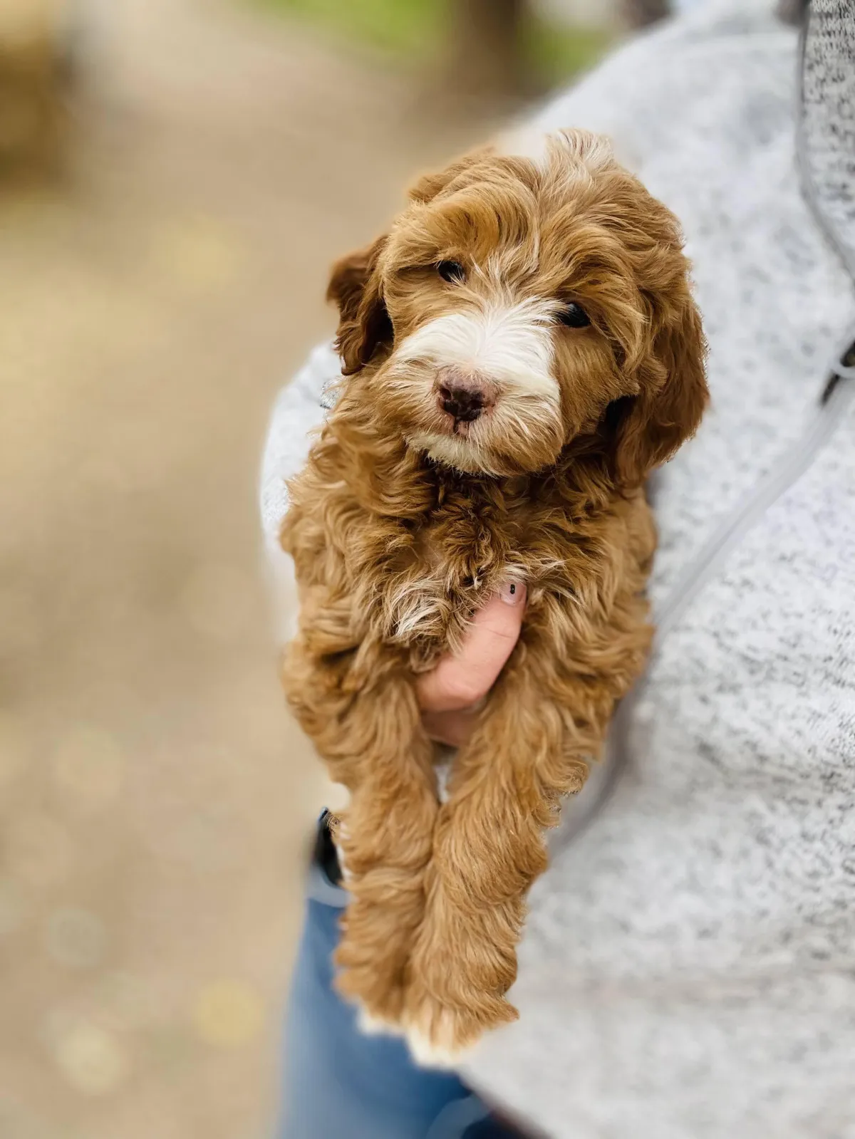 goldendoodle, mini goldendoodle, teddybear goldendoodle, poodle mix