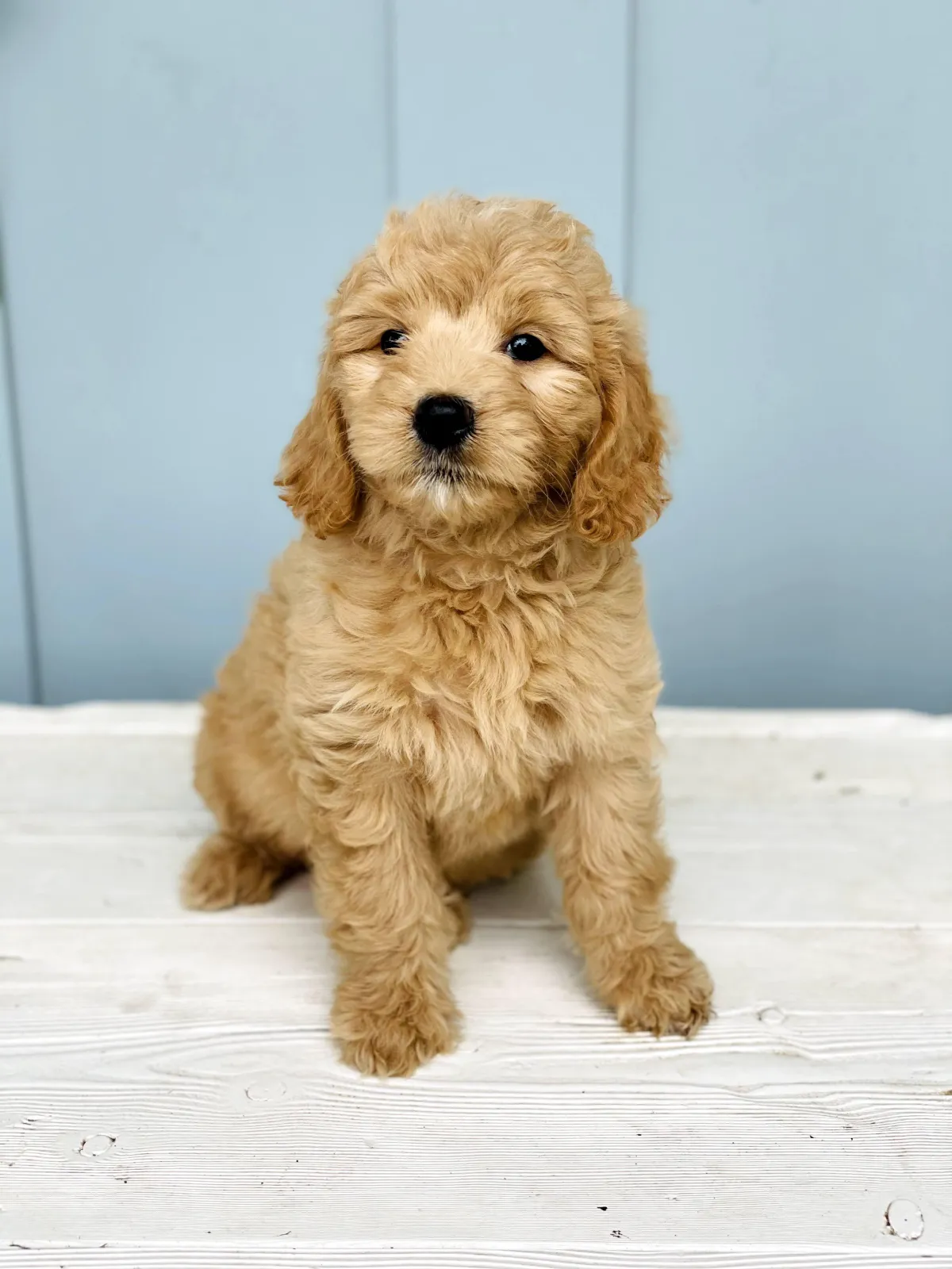 goldendoodle, mini goldendoodle, teddybear goldendoodle, poodle mix