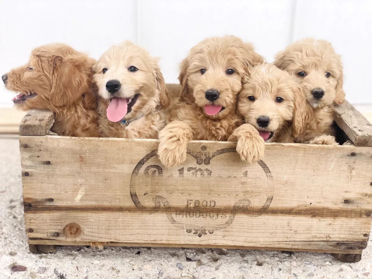 goldendoodle, mini goldendoodle, teddybear goldendoodle, poodle mixgoldendoodle