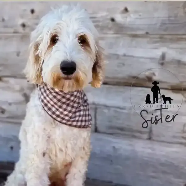 goldendoodle, mini goldendoodle, teddybear goldendoodle, poodle mix