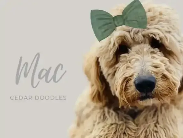 goldendoodle, mini goldendoodle, teddybear goldendoodle, poodle mix