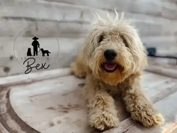 goldendoodle, mini goldendoodle, red goldendoodle, 