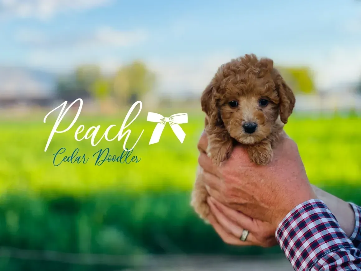 goldendoodle, mini goldendoodle, teddybear goldendoodle, poodle mix