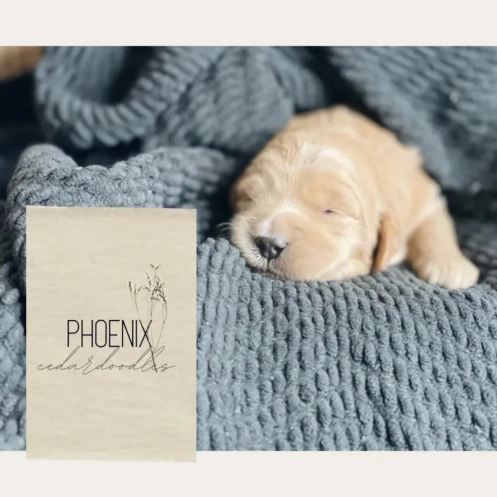 goldendoodle, mini goldendoodle, teddybear goldendoodle, poodle mix