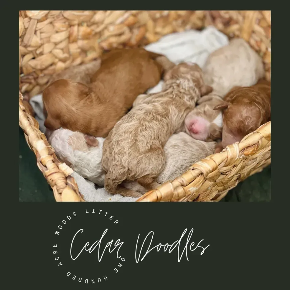 goldendoodle, mini goldendoodle, teddybear goldendoodle, poodle mix