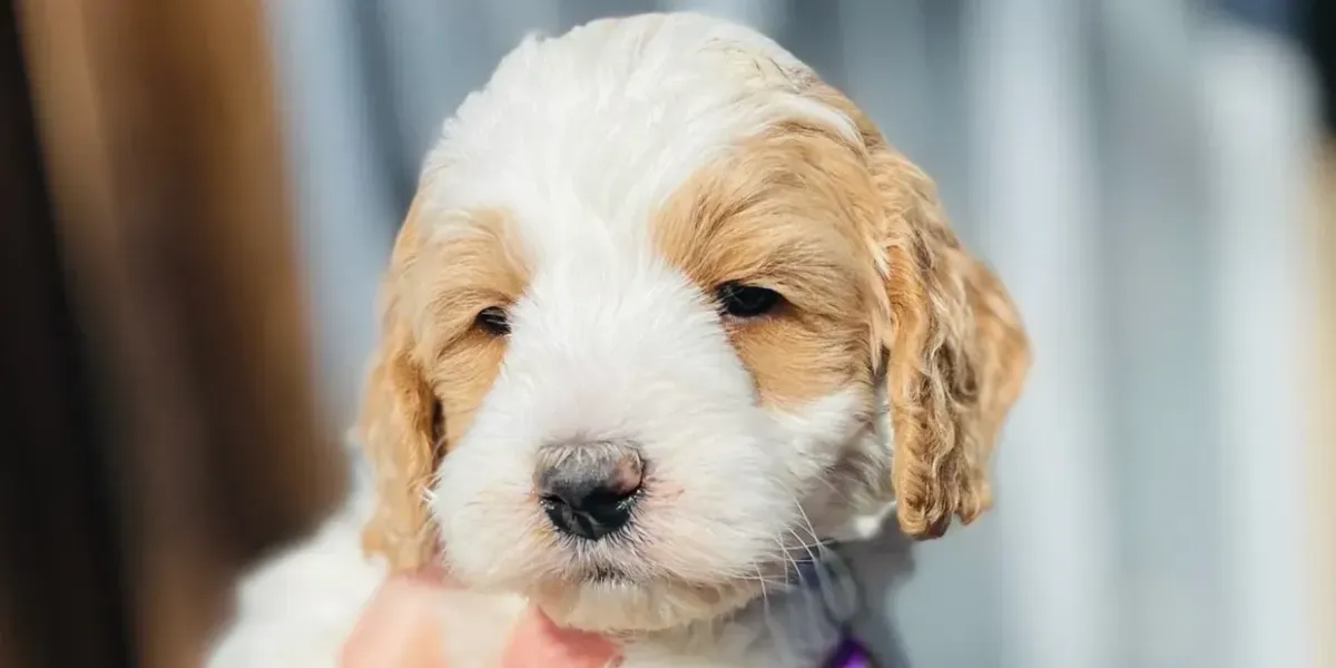 goldendoodle, mini goldendoodle, teddybear goldendoodle, poodle mix
