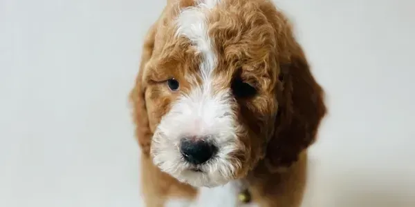 goldendoodle, mini goldendoodle, teddybear goldendoodle, poodle mixgoldendoodle