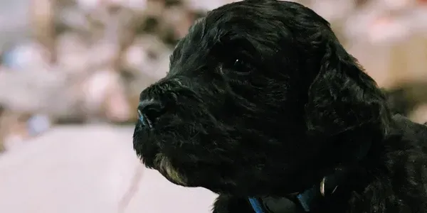goldendoodle, mini goldendoodle, teddybear goldendoodle, poodle mix