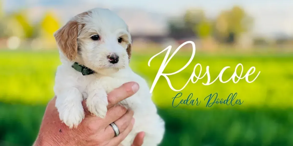 goldendoodle, mini goldendoodle, teddybear goldendoodle, poodle mix