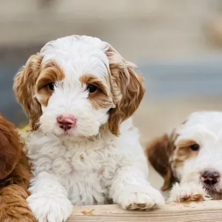 goldendoodle, mini goldendoodle, teddybear goldendoodle, poodle mixgoldendoodle