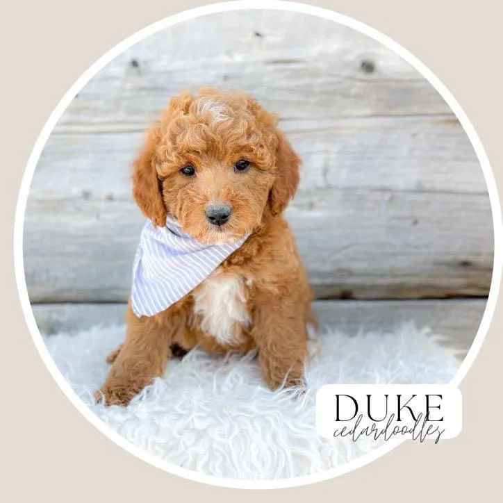 goldendoodle, mini goldendoodle, teddybear goldendoodle, poodle mix