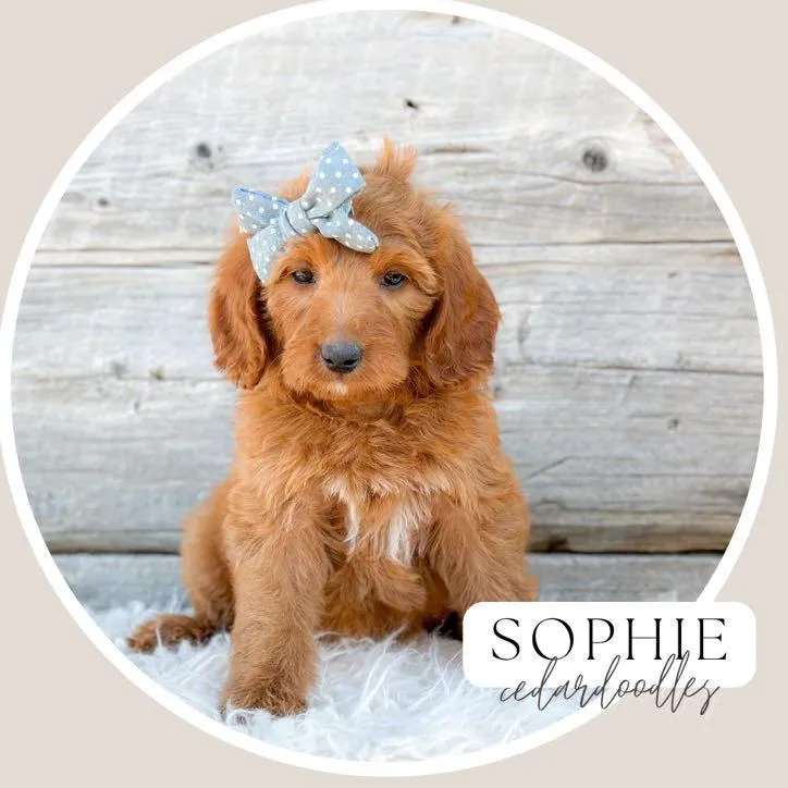 goldendoodle, mini goldendoodle, teddybear goldendoodle, poodle mix