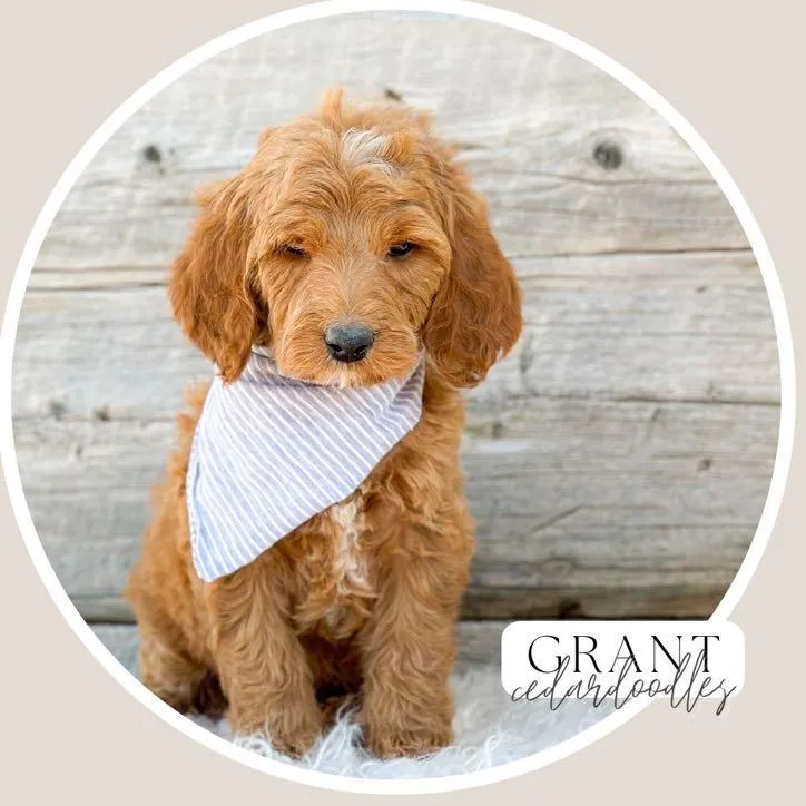 goldendoodle, mini goldendoodle, red goldendoodle, 