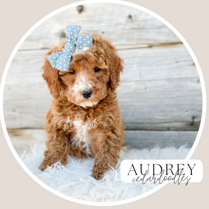goldendoodle