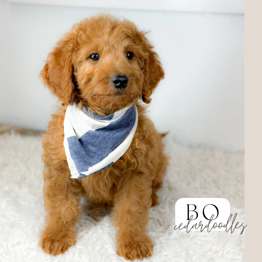 goldendoodle
