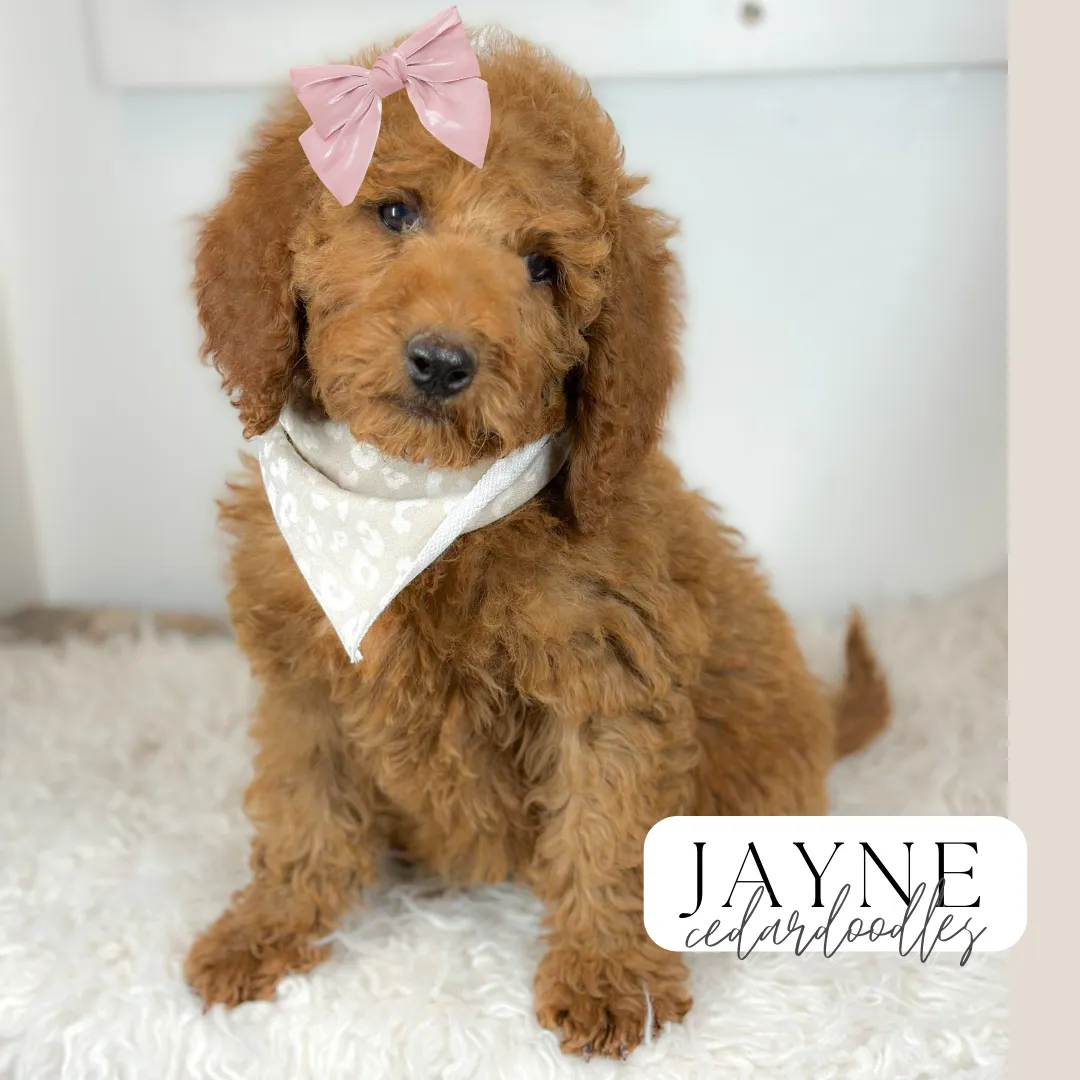 goldendoodle, mini goldendoodle, teddybear goldendoodle, poodle mix