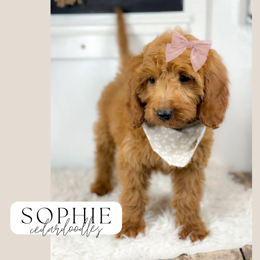 goldendoodle, mini goldendoodle, red goldendoodle, 