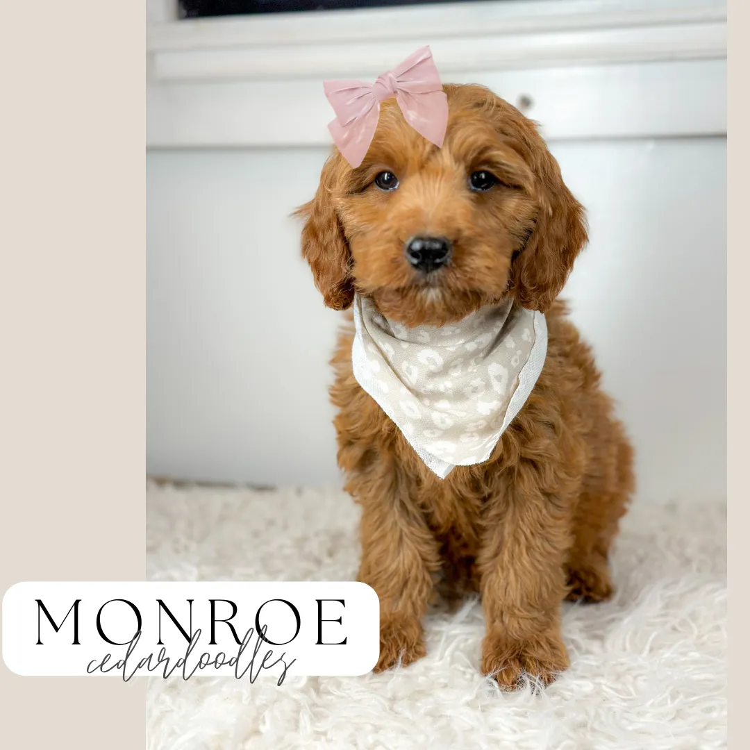 goldendoodle, mini goldendoodle, teddybear goldendoodle, poodle mix