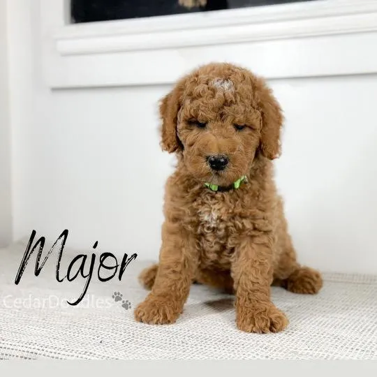 goldendoodle, mini goldendoodle, teddybear goldendoodle, poodle mix