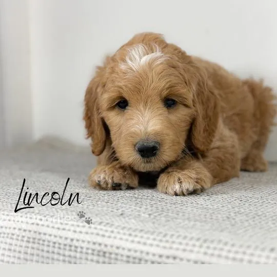 goldendoodle, mini goldendoodle, teddybear goldendoodle, poodle mix
