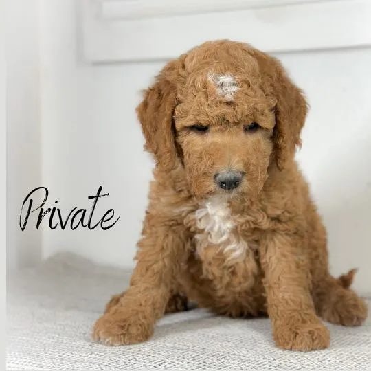 goldendoodle, mini goldendoodle, teddybear goldendoodle, poodle mix