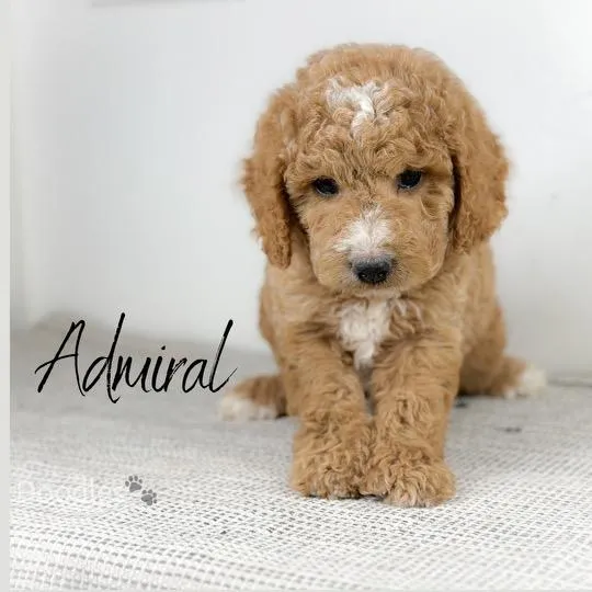 goldendoodle, mini goldendoodle, red goldendoodle, 