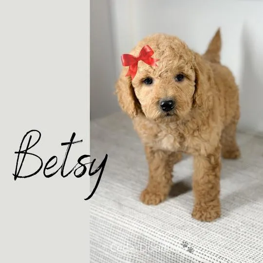 goldendoodle, mini goldendoodle, teddybear goldendoodle, poodle mix