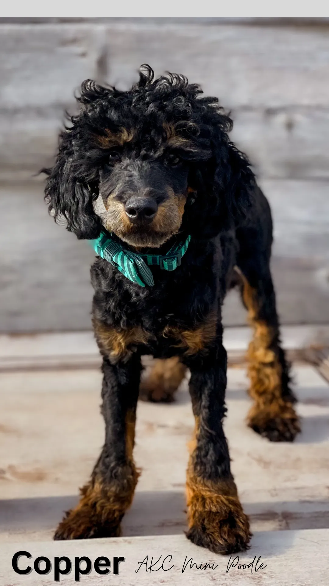 poodle, goldendoodle, mini goldendoodle, akc poodle, mini poodle
