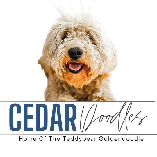 Cedar Goldendoodles Home of the Teddybear Goldendoodle