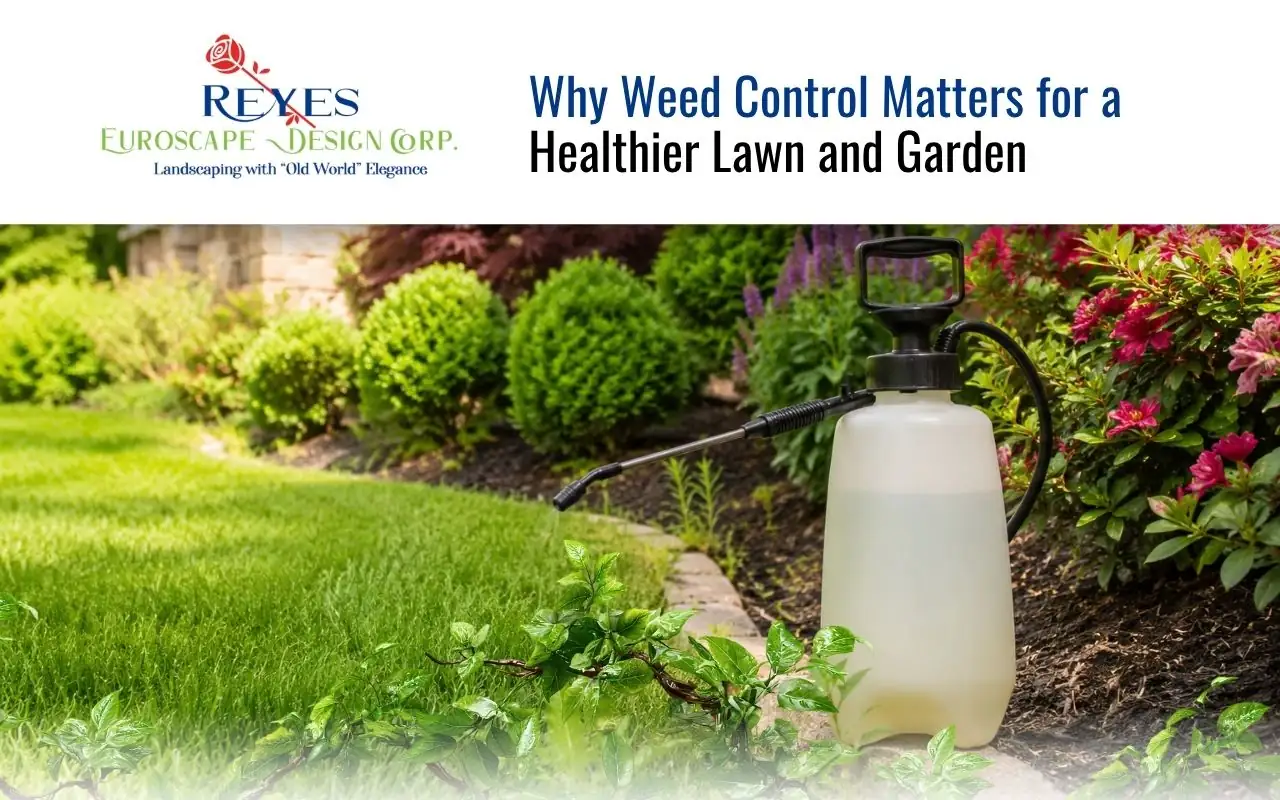 Why Weed Control Matters for a Healthier Lawn and Garden