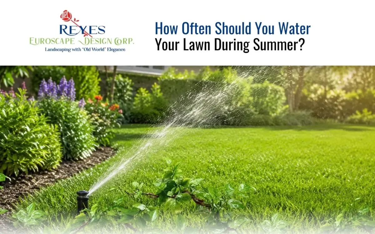 How Often Should You Water Your Lawn During Summer?