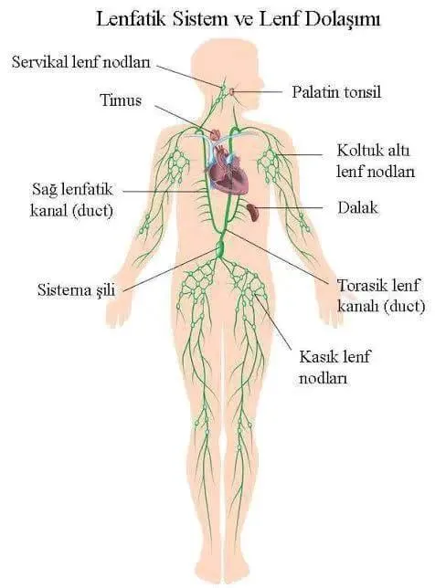 Lenf Sistemi