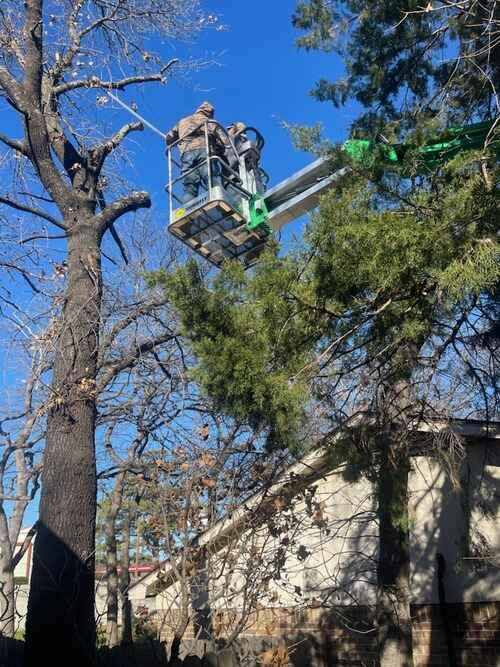 local tree service