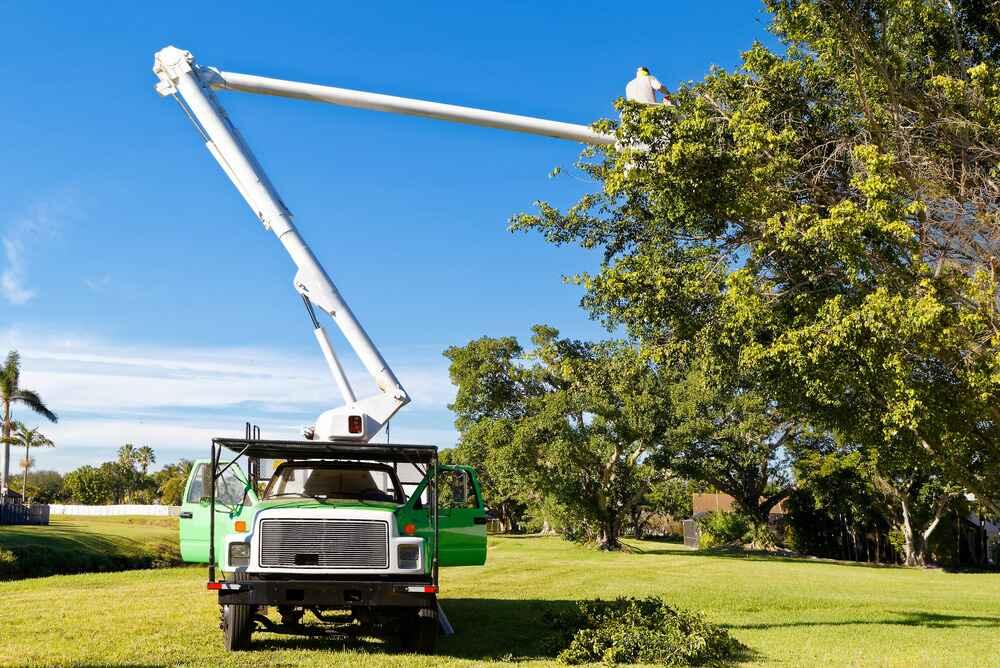 tree service near me